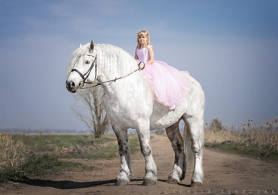 Polish Draft Horse Kuba